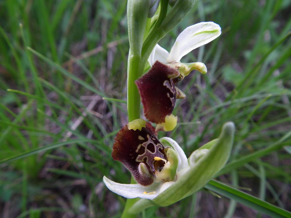 Ophrys fuciflora? (bis)